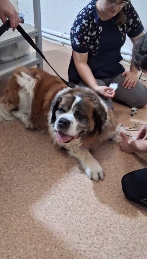 Айзуша терпеливо переносит внутривенные инъекции