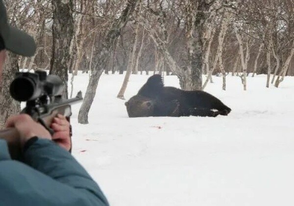 Фото из Яндекса