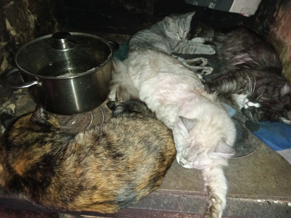 Сейчас на печной плите (двойная), теплой от утркнней топки