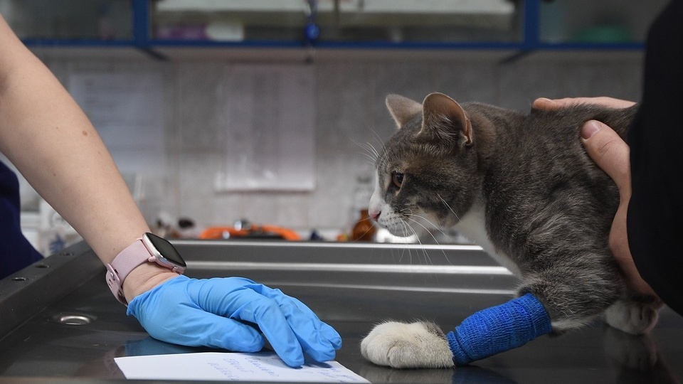 Лечение вышло в «копеечку»: мужчина стал банкротом из-за больного кота