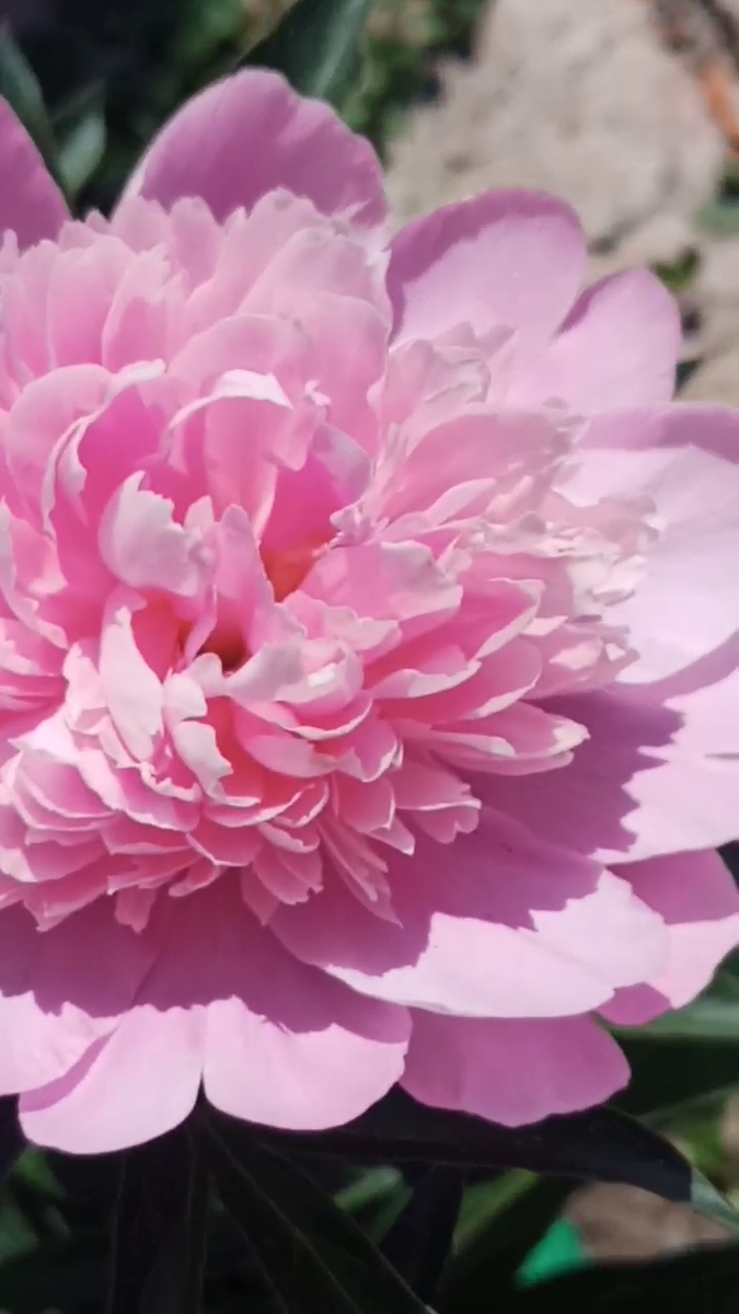 Рудбекия – канал про цветы. Пион - переезжий сват. Подарила соседка пион.....