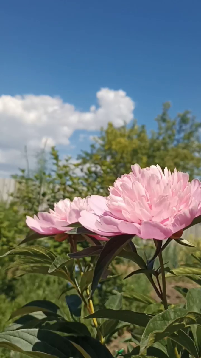 Рудбекия – канал про цветы. Пион - переезжий сват. Подарила соседка пион.....