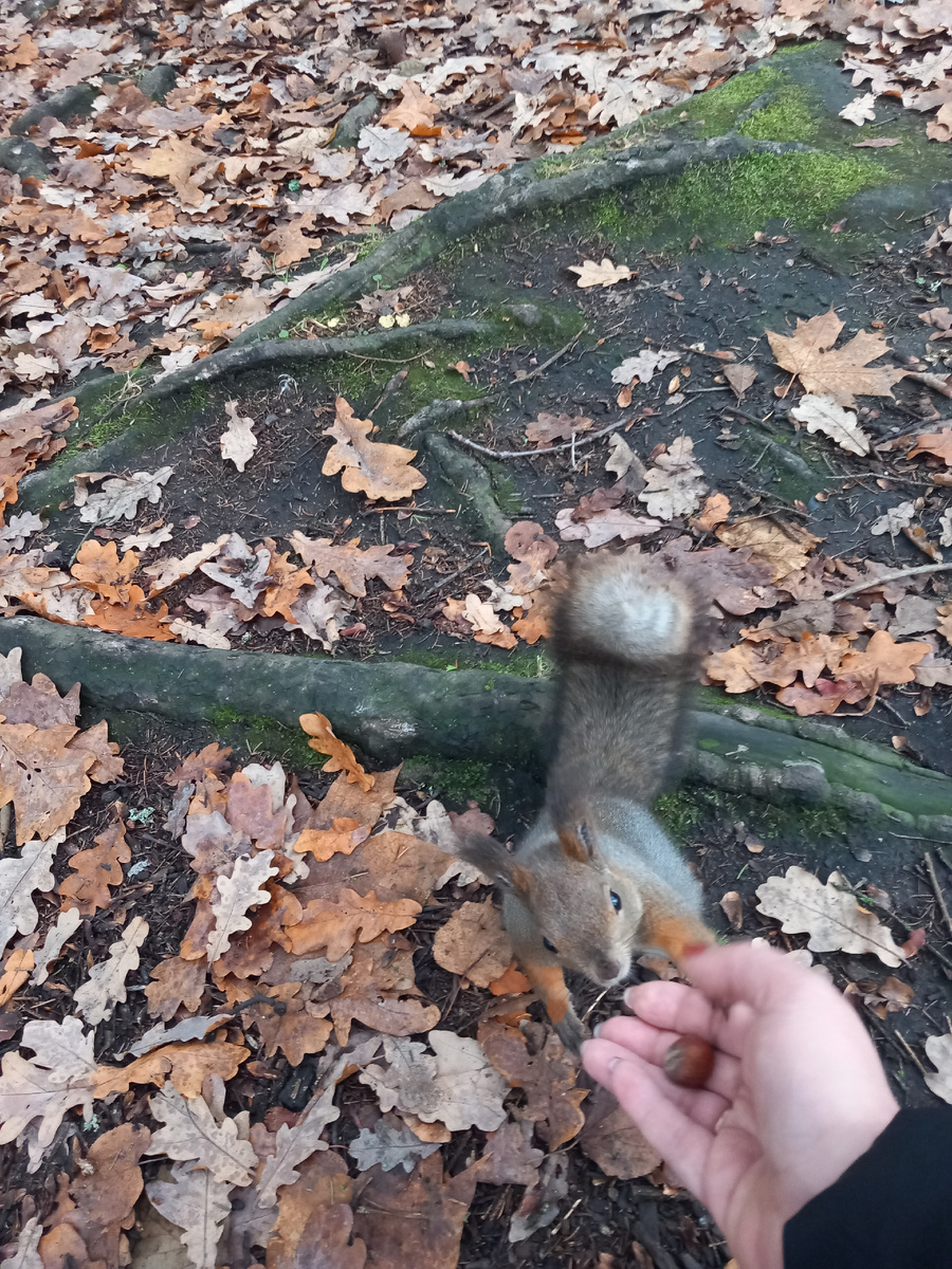 Влюбилась в Елагин остров