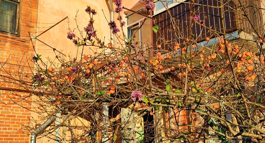 🍑🌸🍑🌸🍑🌸🍑