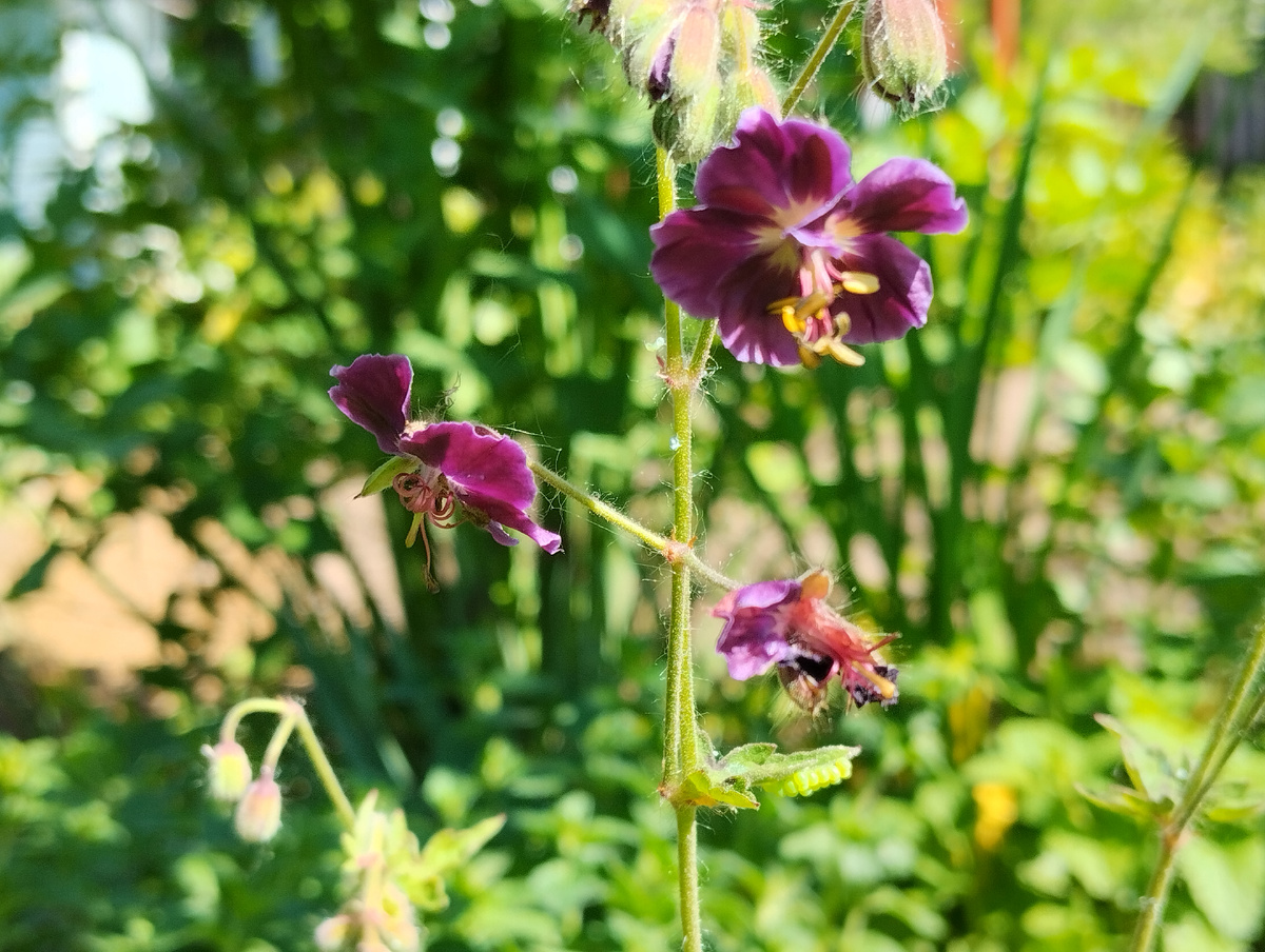 Герань тёмно-бурая (тёмная) 'Samobor'