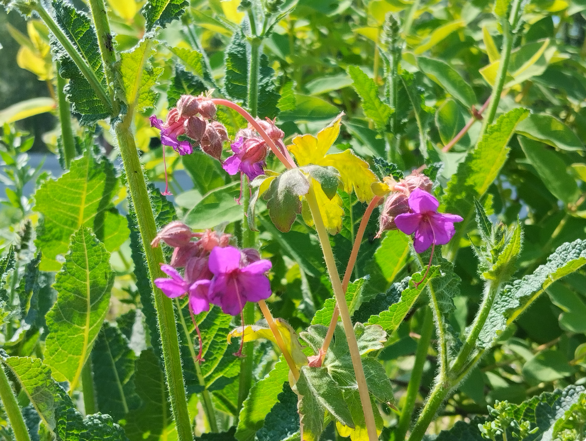 Герань кембриджская 'Karmina'