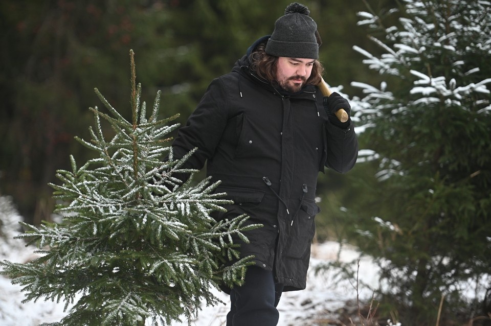    За бесплатной елью выстроилась очередь в Ленобласти. Алексей БУЛАТОВ