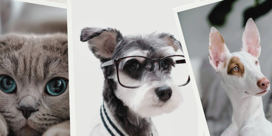 Платформа, где питомник становится системой, а не набором объявлений