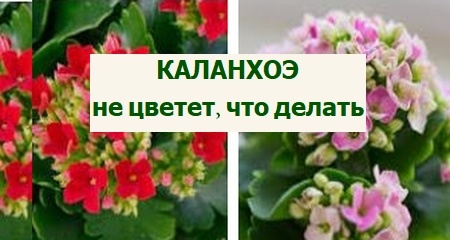 каланхоэ цветение