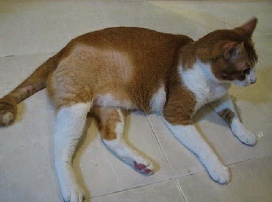 Несколько причин, почему у кошки появляются залысины