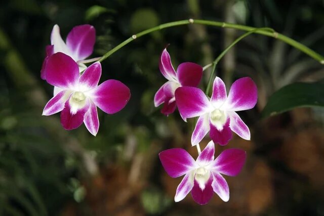    К чему снится орхидея?