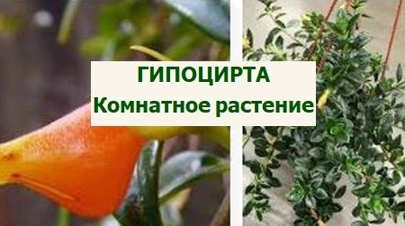 комнатная гипоцирта