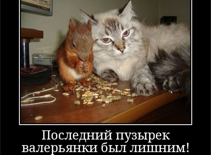 Мемасы с кошечками, забавная подборка