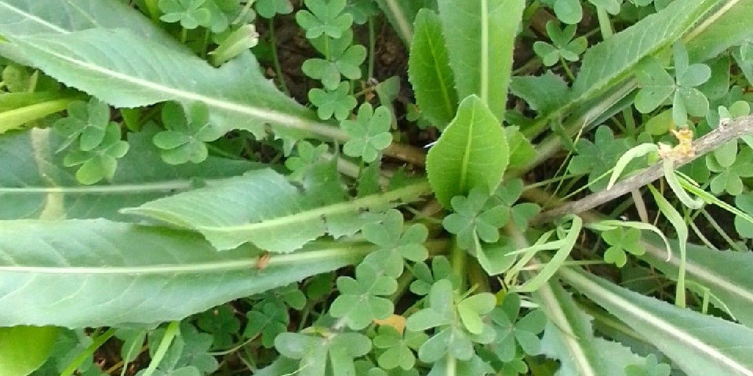 Если посадить это рядом с малиной, урожай станет заметно больше (и без удобрений и плясок с бубном)