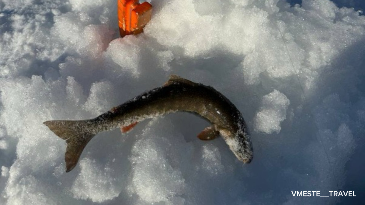 Подлёдная рыбалка на Камчатке
