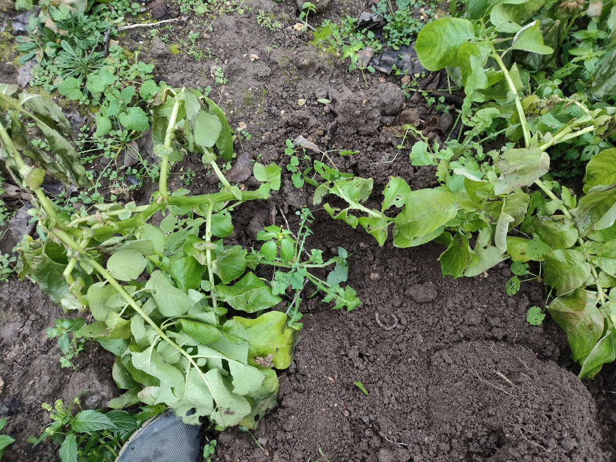Тут ботва вообще мощная выросла... Кстати, морозцем слегка прихвачена.