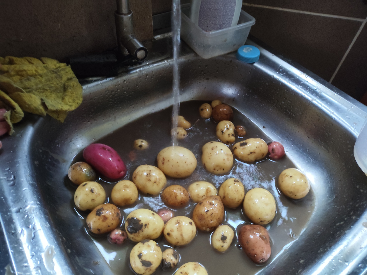 Ну неплохо так-то получилось. Гала порадовала, крупные клубни выросли.