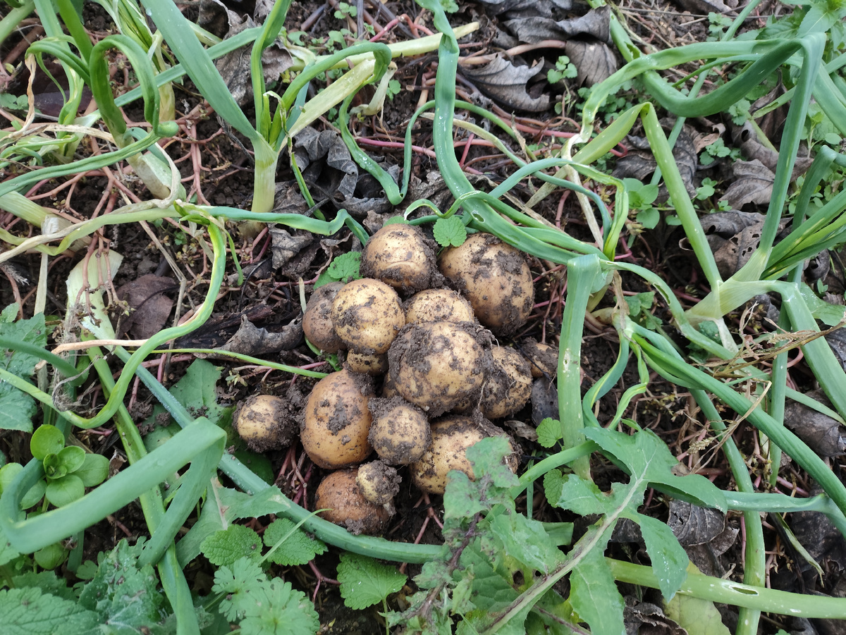 Урожай. И лук колосится )))