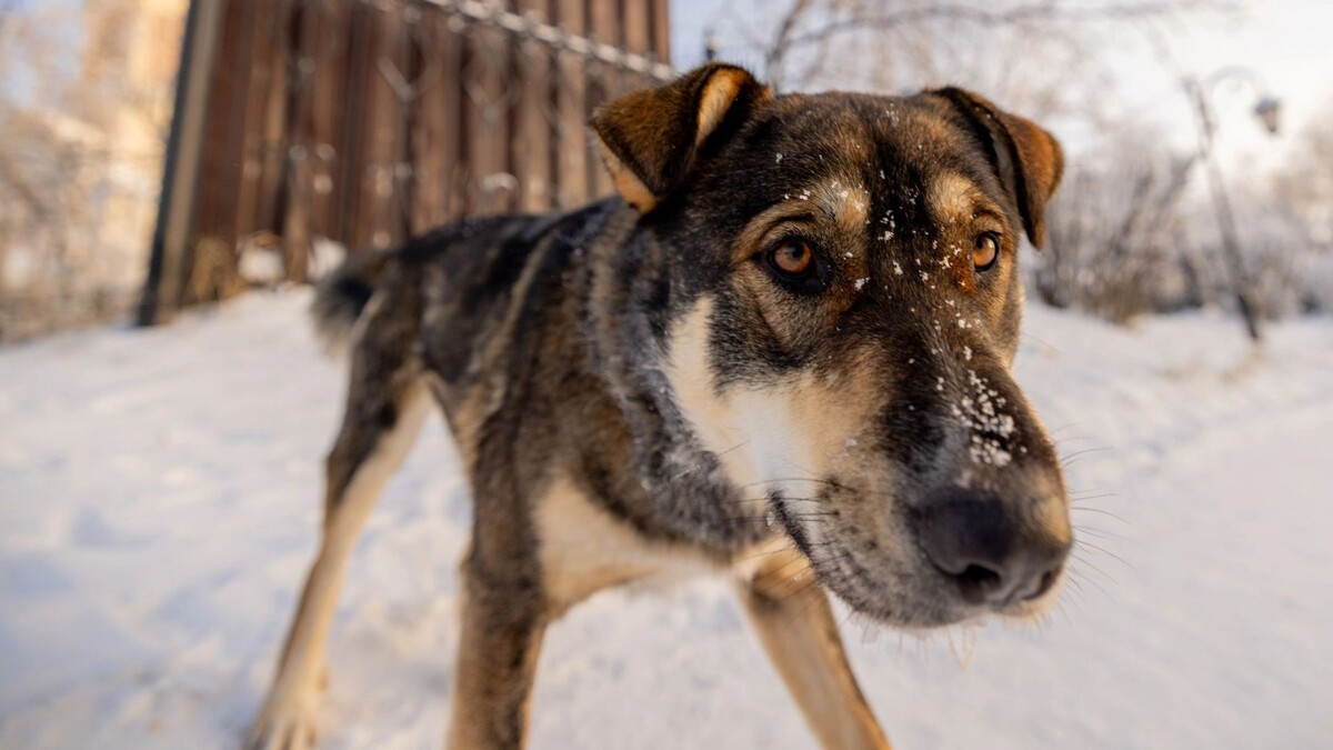    Фото: Сергей Зубков/«Ямал-Медиа»