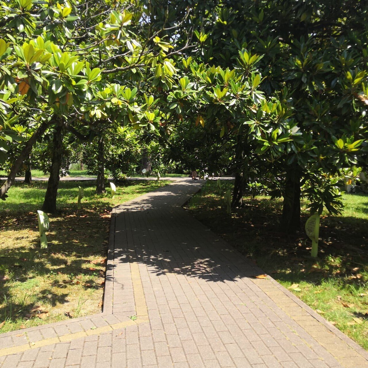 Аллея в Денрарии