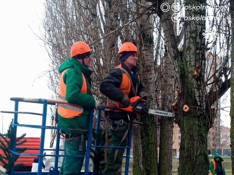     В Старом Осколе начали обрезать деревья у дорожных знаков, фото: t.me/oskoladm31