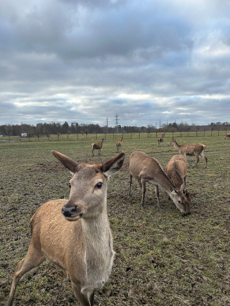 Морковка есть? А если найду?