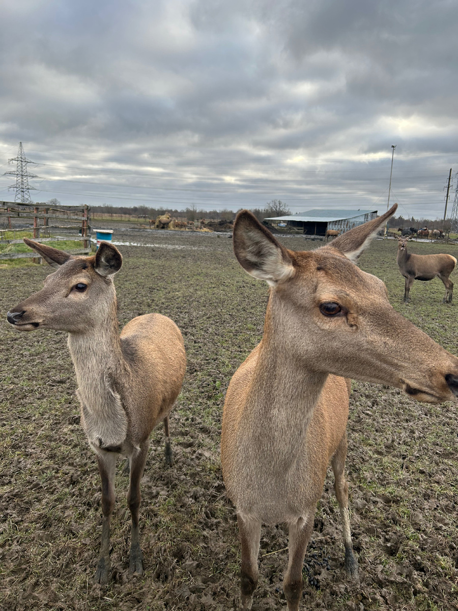 Оказывается, маленькие олени пятнистые, как Бемби, а у взрослых особей пятна пропадают.