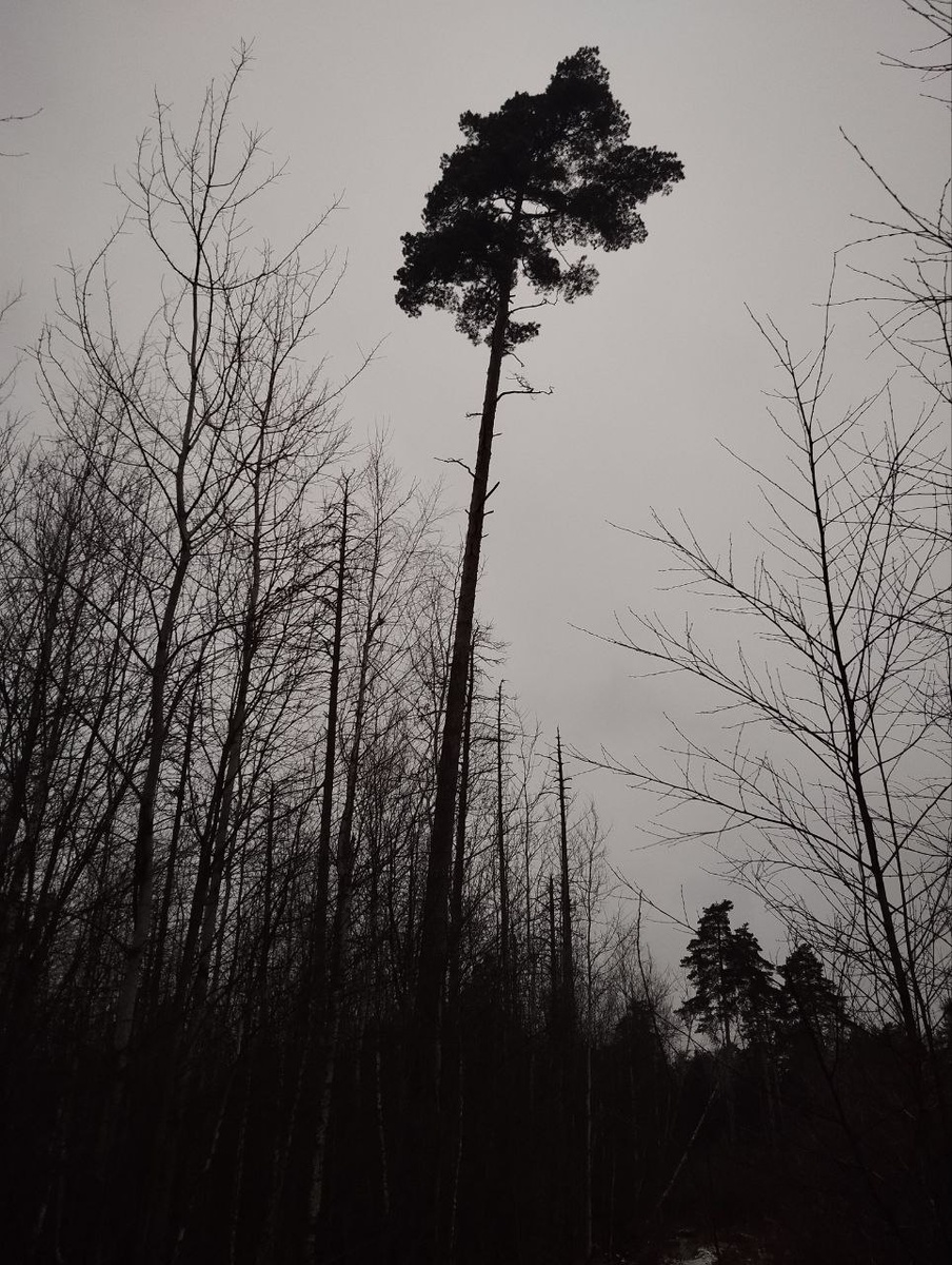 Графичная декабрьская серость самого короткого дня в году. Фото автора 