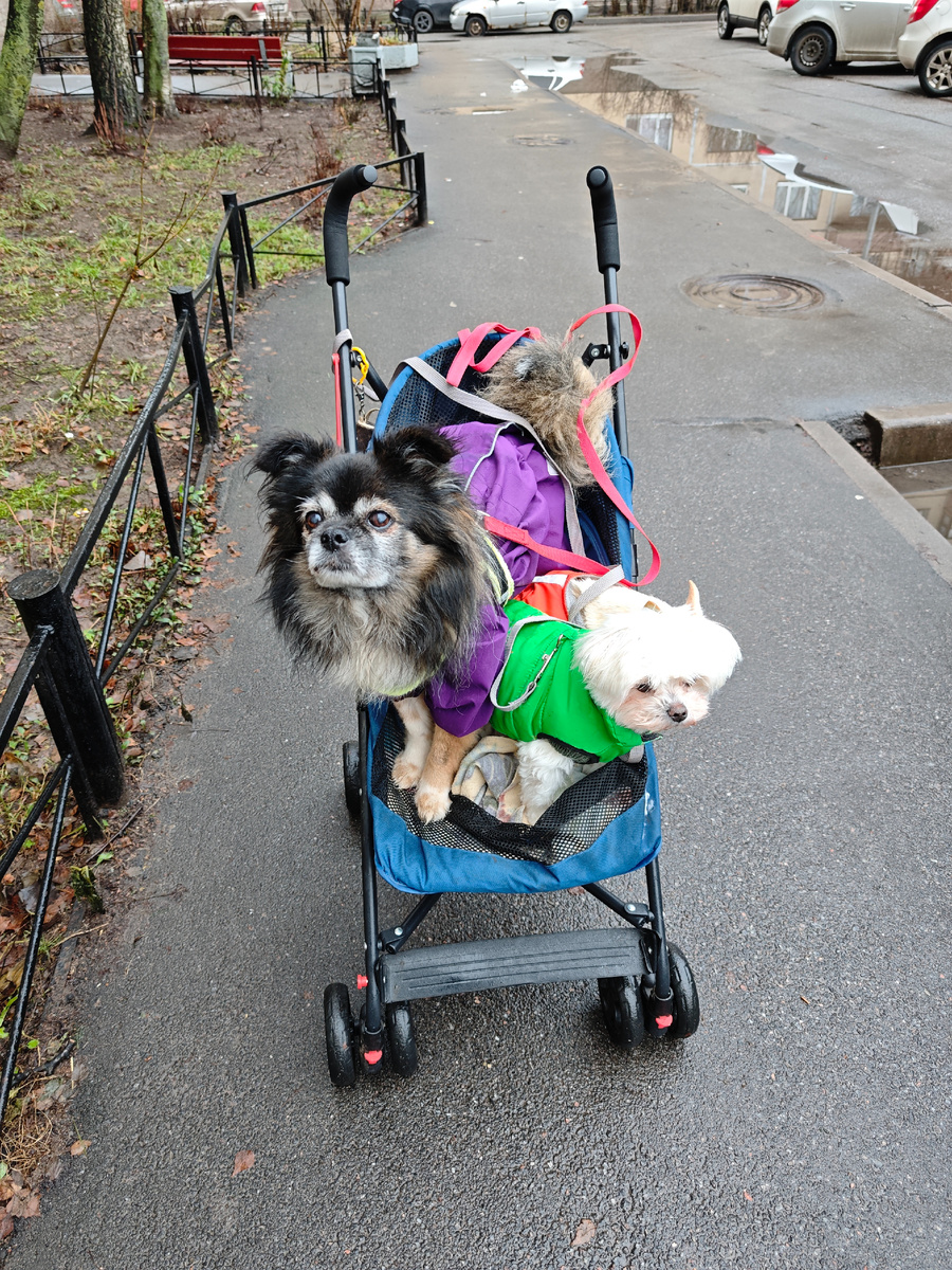 Травка зеленеет 