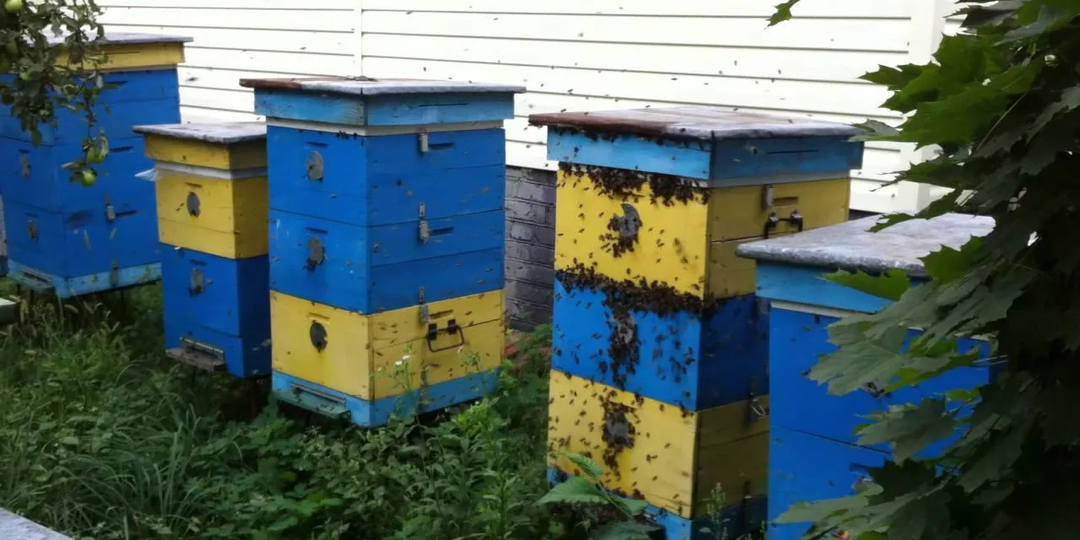 Как одна ошибка пчеловода может погубить целую пасеку? Воровство и методы борьбы с ним.