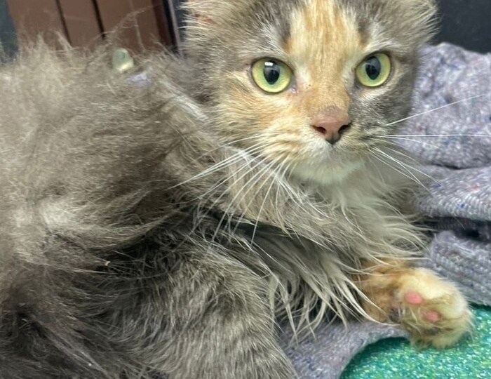 У Сицилии остался всего 1 день на поиск дома