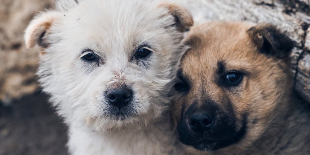 Не просто сувенир: как покупка календаря в Омске меняет жизнь бездомных животных