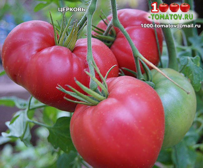 ТОМАТЫ – КРУПНОПЛОДНЫЕ, СУПЕР УРОЖАЙНЫЕ СОРТА ч 1