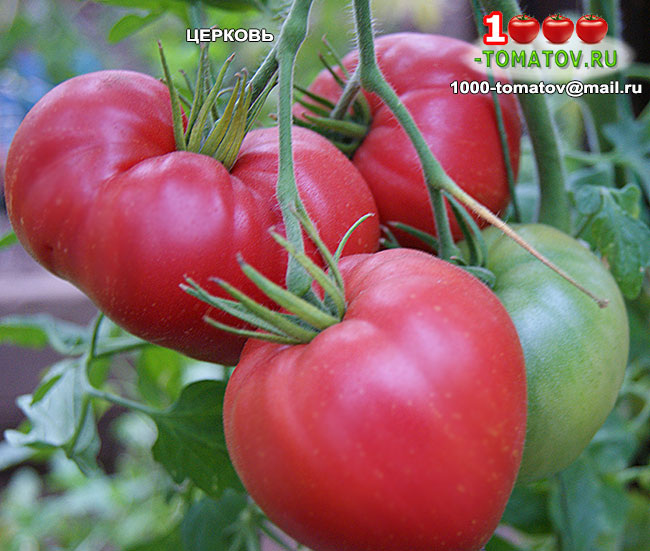 Томат Церковь  Сhurch (США) фото 1