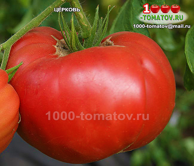 Томат Церковь  Сhurch (США) фото 2