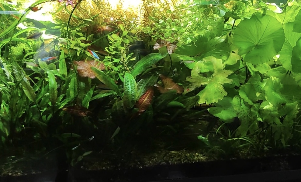 Перезарос слегка травничек 😅 Фото из архива 