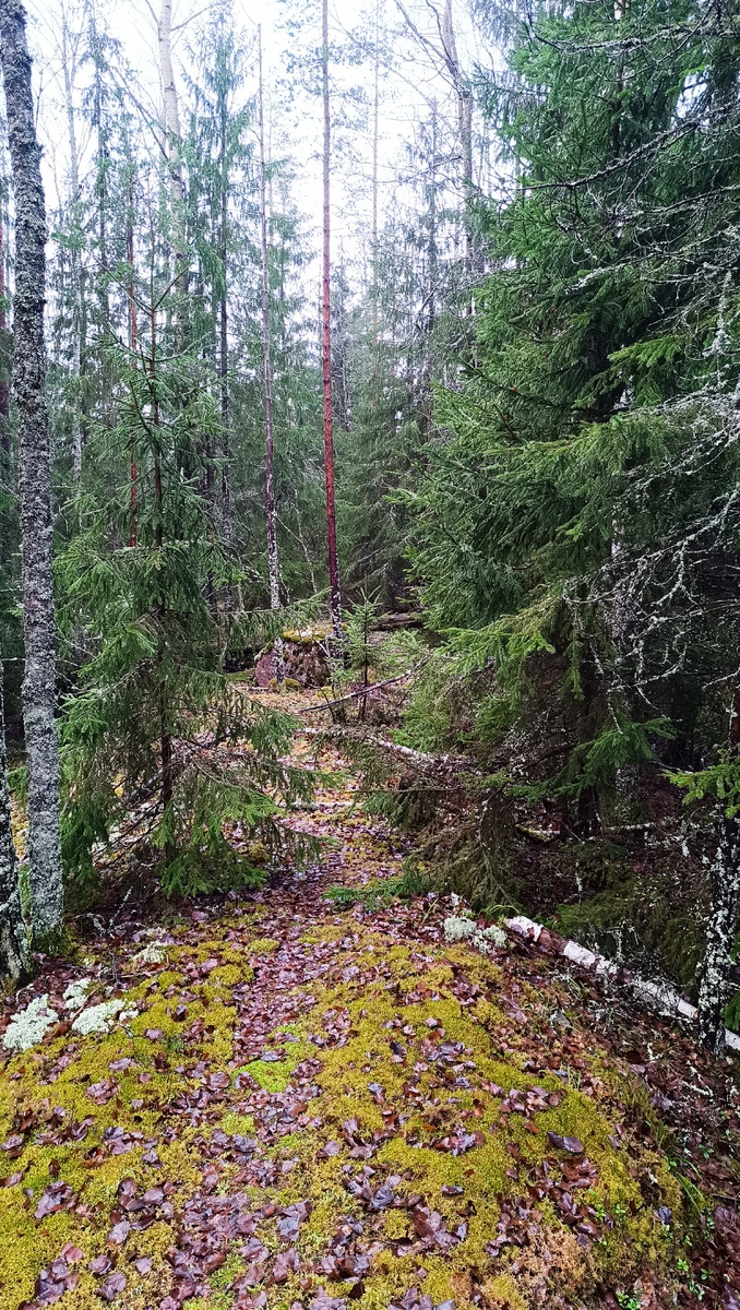 Фотография сегодняшнего леса.