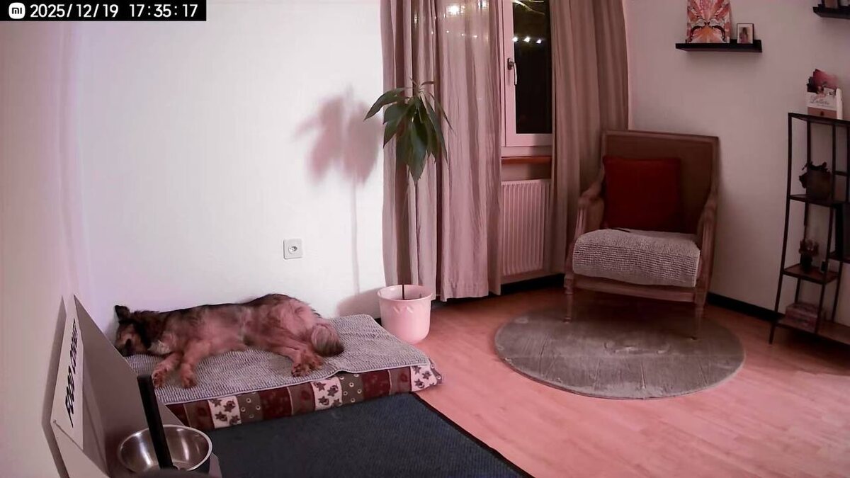 Выпускница приюта Ананда Шони сладко спит у себя дома в Швейцарии. У Шони очень заботливая и добрая хозяйка. Предполагается, что хозяйка будет иногда брать Шони  с собой на работу, там уже специально создали для Шони целый уголок.