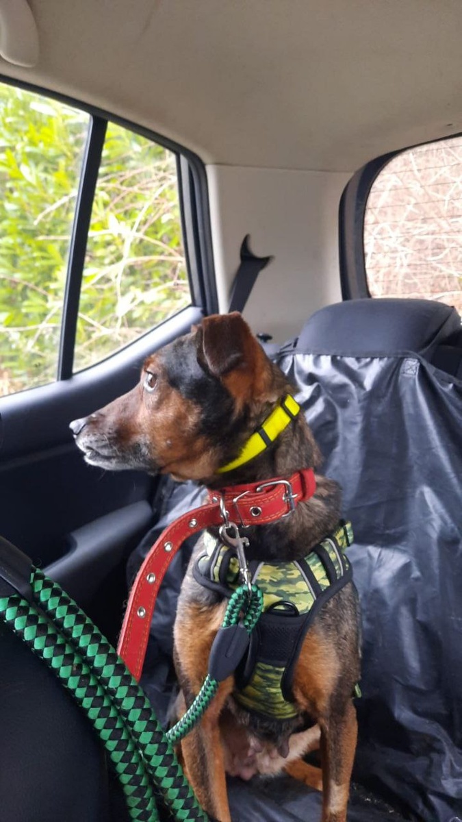 Выпускница приюта Ананда Лекси едет по Европе. Пожелаем её удачи и быстрее освоиться у новых хозяев.