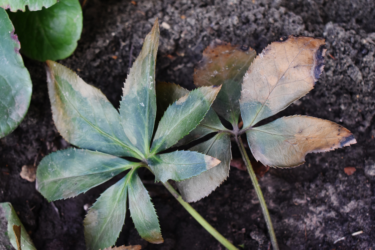 Пятна на моем морознике "Strawberry Moon", хорошо видны на правом листе по краю