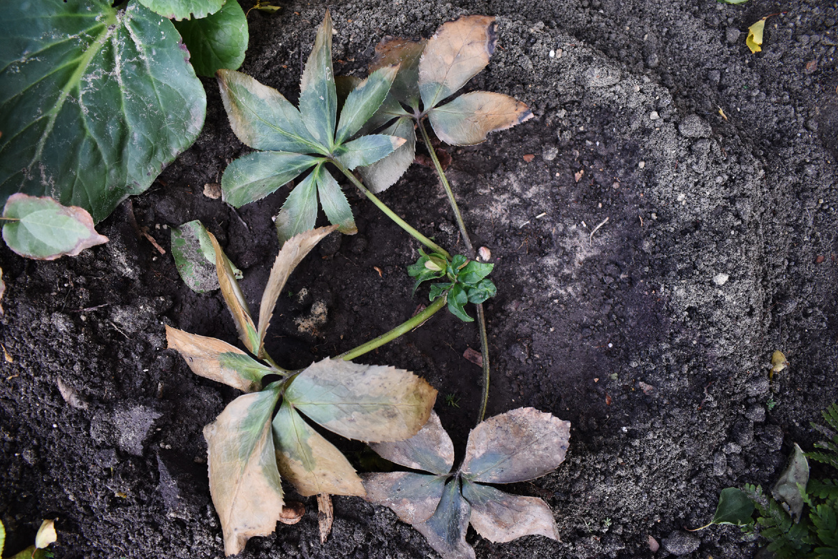 Спустя время после выкопки. Начали расти новые побеги
