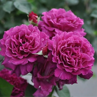 Вагулетта, фото из интернета