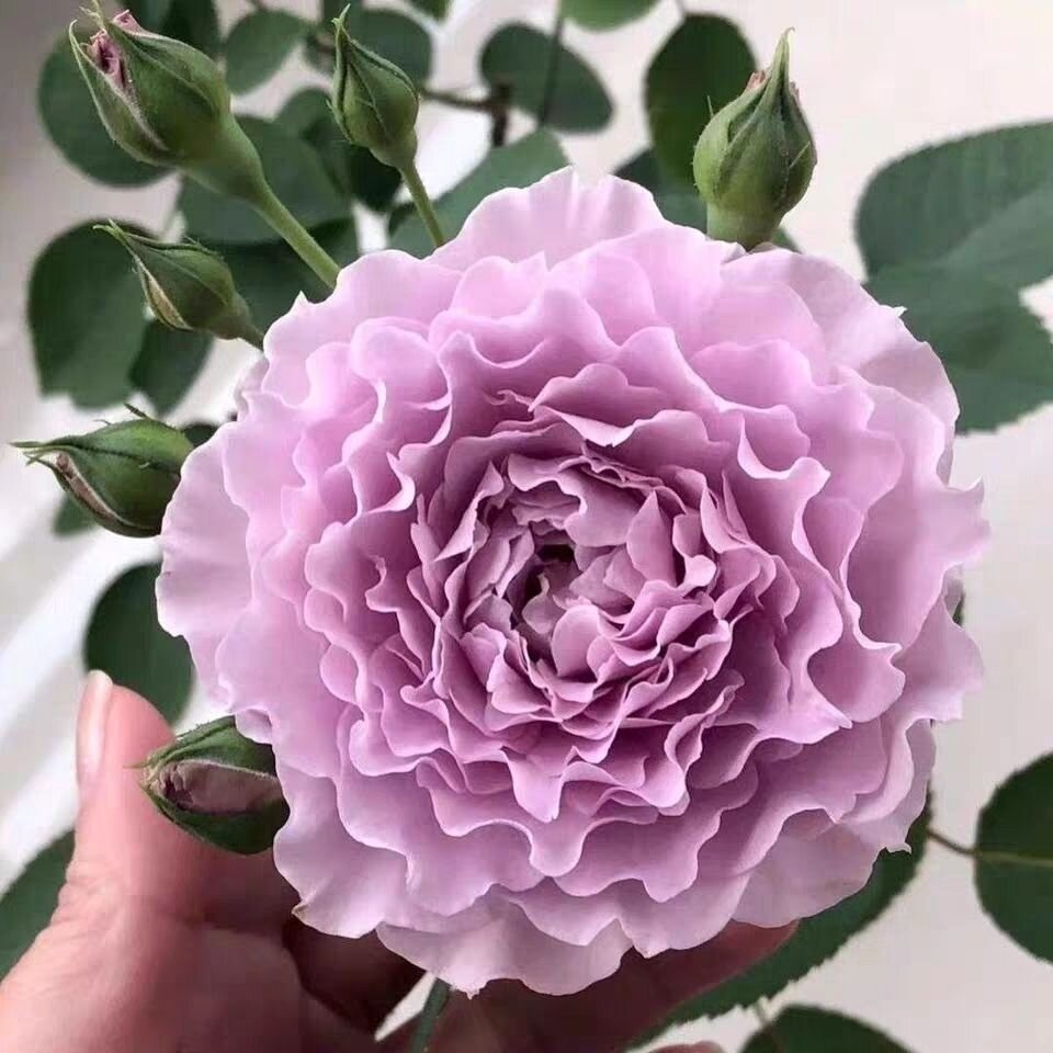 Либелулла, фото из интернета