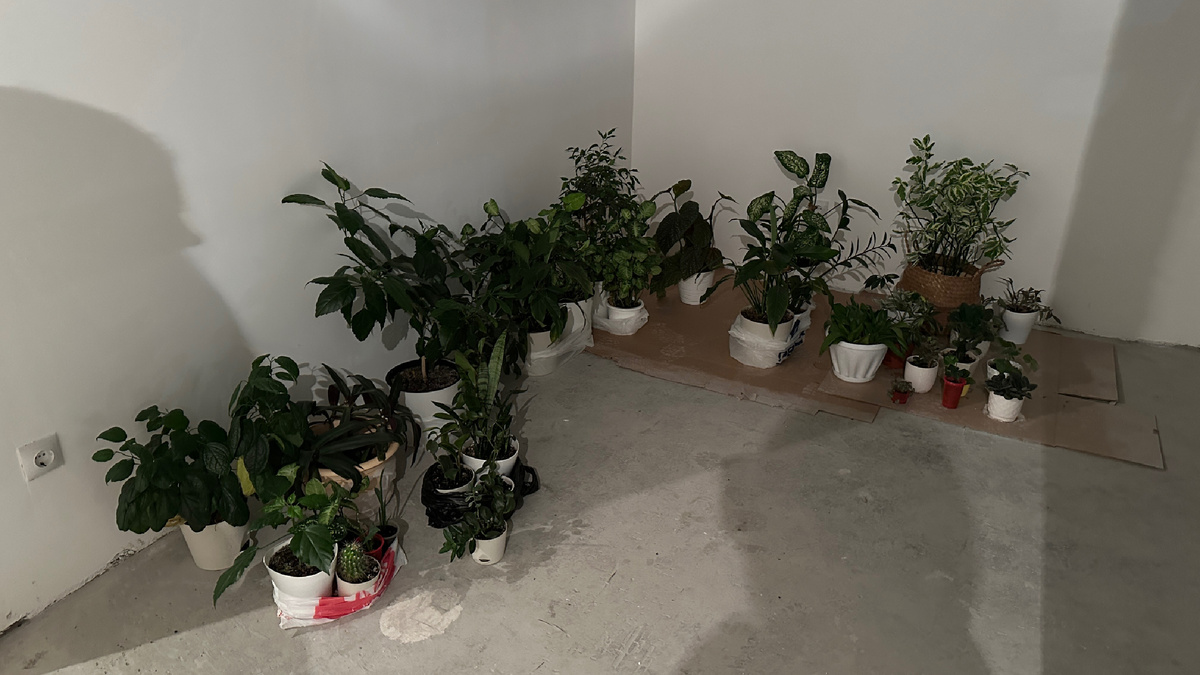 В такие условия мне пришлось перевести свои растения. Но к удивлению им настолько понравилось, что она адаптировались за неделю и пустились в рост 