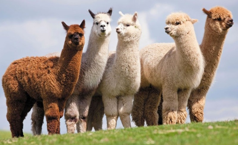 Альпака и Baby Alpaca. Свойства шерсти | Posteleon.ru