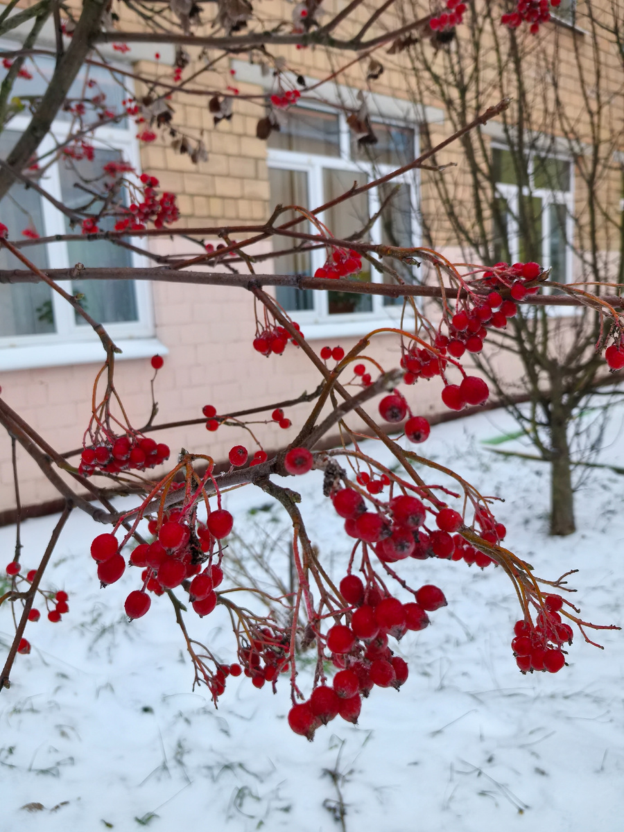 Как птичка лакомлюсь ягодами боярышника