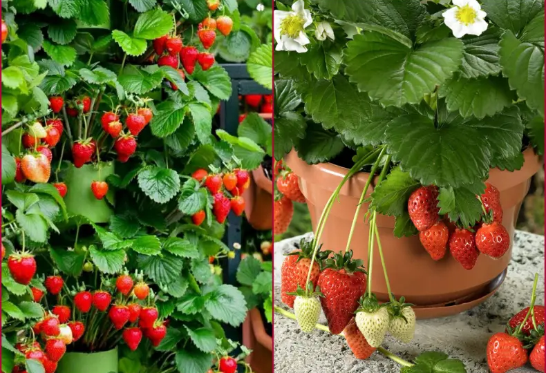 Как вырастить сочную клубнику в маленьком контейнере: советы для садоводов