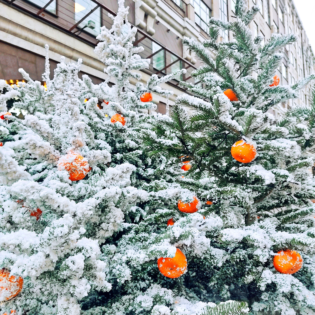 Мандариновый рай на Арбате 