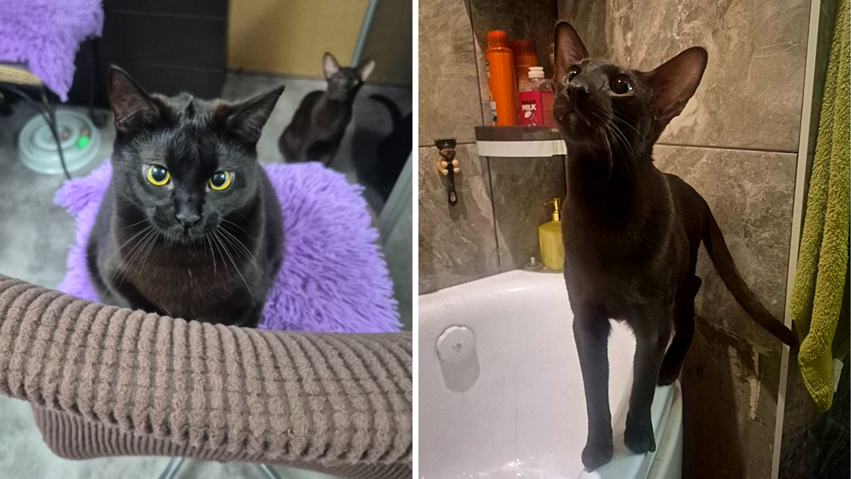 Слева Тайсон, справа Ортис