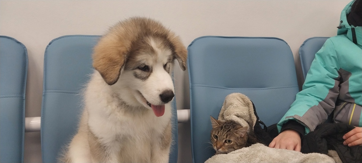 В очереди на прием